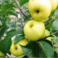Golden delicious Golden delicious